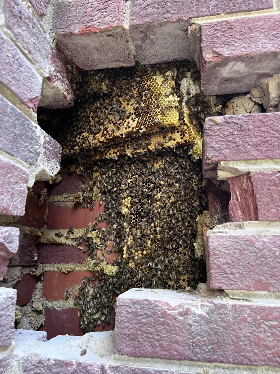 Austin Bricker: Bee removal northern VA