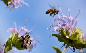 A bumble bee (bottom left) and Honeybee (top right).