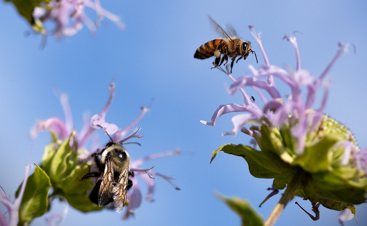 How to Get Rid of Bees From Your Home